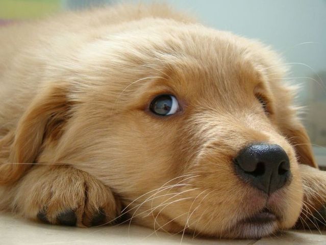 Cute puppies (18 photos)