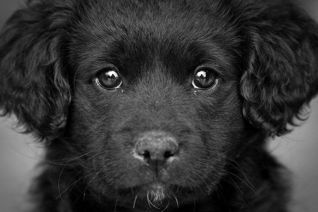 Cute puppies (18 photos)