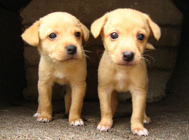 Cute puppies (18 photos)