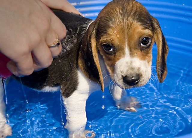 Cute puppies (18 photos)