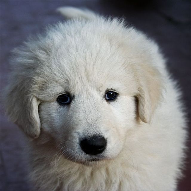 Cute puppies (18 photos)