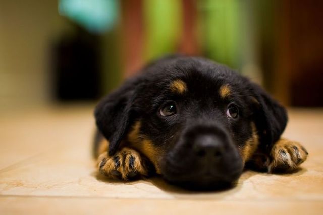 Cute puppies (18 photos)