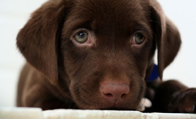 Cute puppies (18 photos)