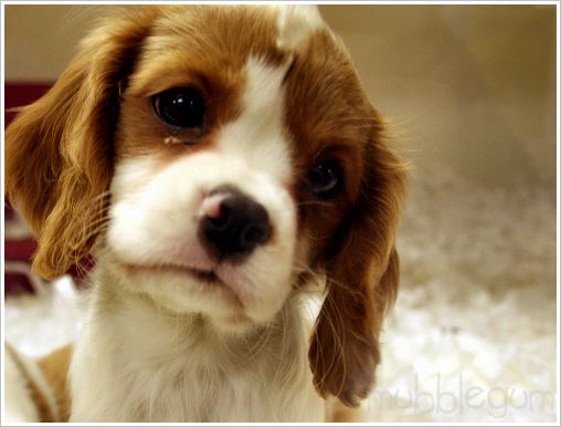 Cute puppies (18 photos)