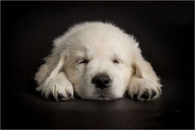 Cute puppies (18 photos)