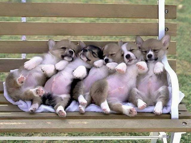Cute puppies (18 photos)