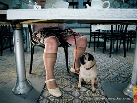 Hilarious pet ads (10 photos)