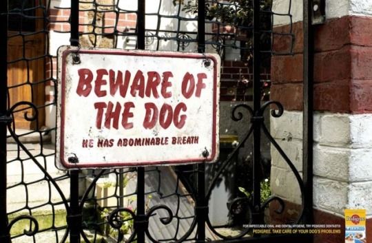 Hilarious pet ads (10 photos)