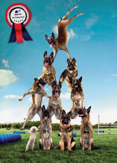 Hilarious pet ads (10 photos)