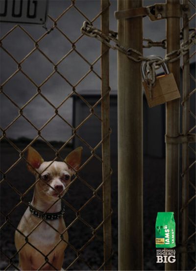 Hilarious pet ads (10 photos)