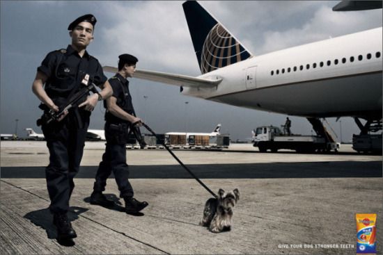 Hilarious pet ads (10 photos)