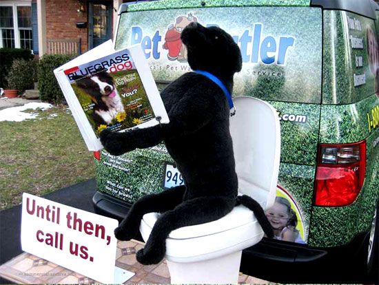 Hilarious pet ads (10 photos)