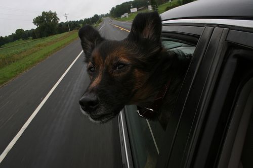 Dogs love riding in cars )) (15 photos)