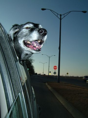 Dogs love riding in cars )) (15 photos)
