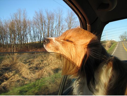 Dogs love riding in cars )) (15 photos)