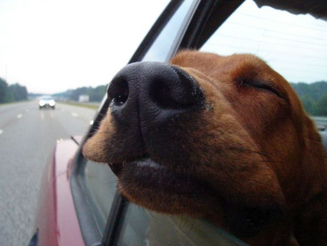 Dogs love riding in cars )) (15 photos)