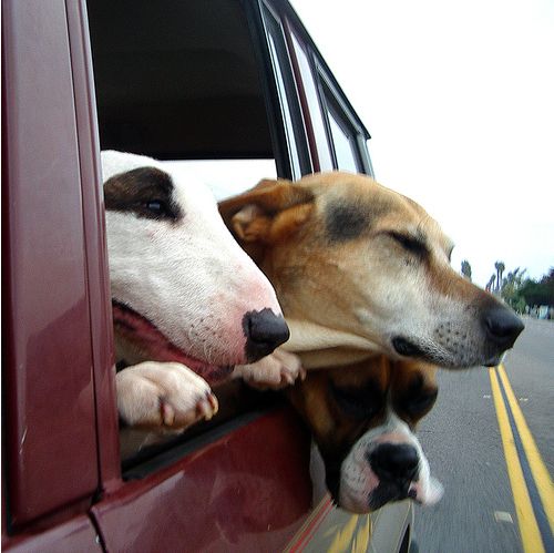 Dogs love riding in cars )) (15 photos)