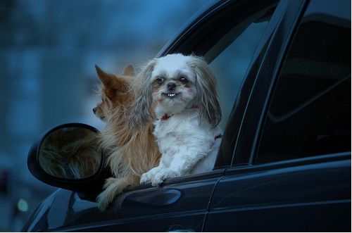 Dogs love riding in cars )) (15 photos)