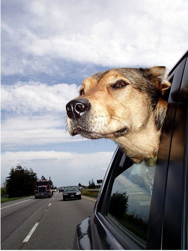 Dogs love riding in cars )) (15 photos)