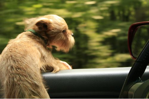 Dogs love riding in cars )) (15 photos)