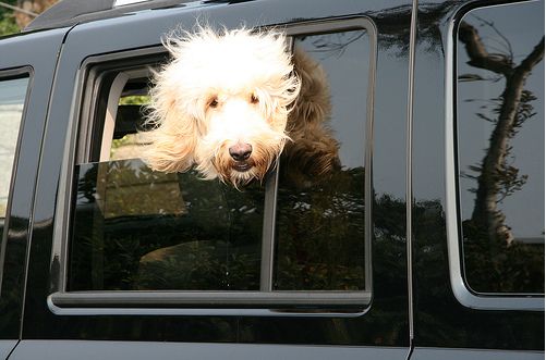 Dogs love riding in cars )) (15 photos)