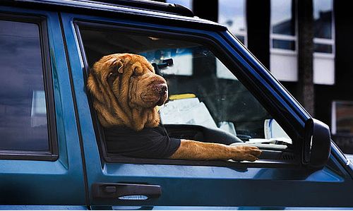 Dogs love riding in cars )) (15 photos)