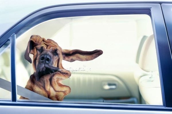 Dogs love riding in cars )) (15 photos)