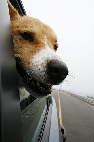 Dogs love riding in cars )) (15 photos)