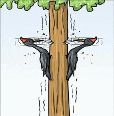 Nasty woodpecker in pictures (3 photos)