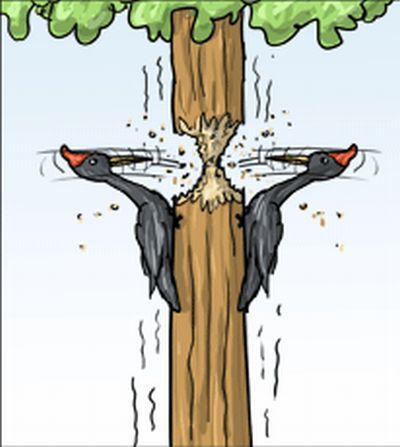 Nasty woodpecker in pictures (3 photos)