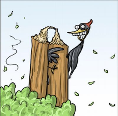 Nasty woodpecker in pictures (3 photos)