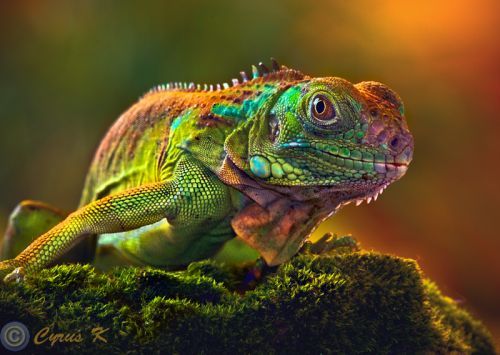 Beauty of animal photography (36 photos)