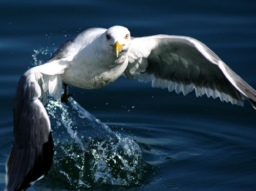 Beauty of animal photography (36 photos)
