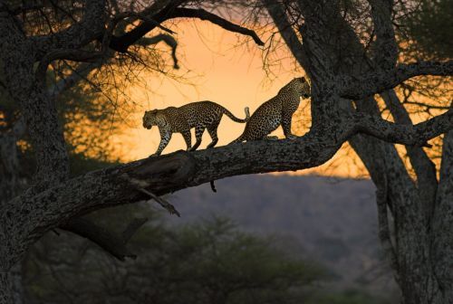 Beauty of animal photography (36 photos)
