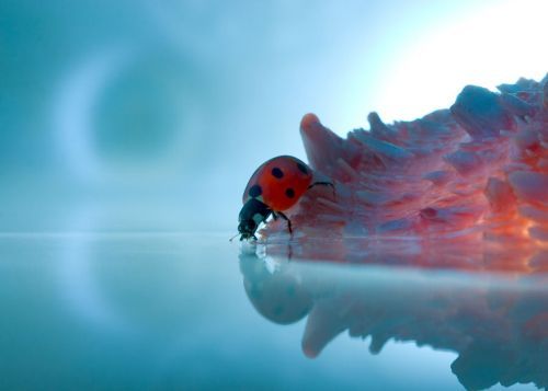 Beauty of animal photography (36 photos)