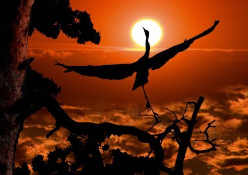 Beauty of animal photography (36 photos)