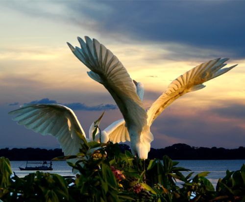 Beauty of animal photography (36 photos)