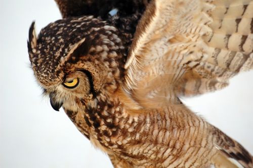 Beauty of animal photography (36 photos)