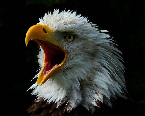 Beauty of animal photography (36 photos)