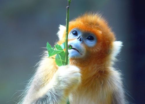 Beauty of animal photography (36 photos)