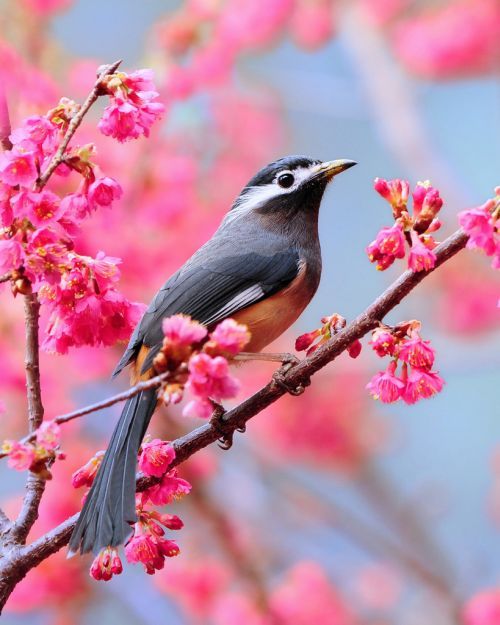 Beauty of animal photography (36 photos)