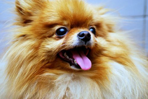 Beauty of animal photography (36 photos)