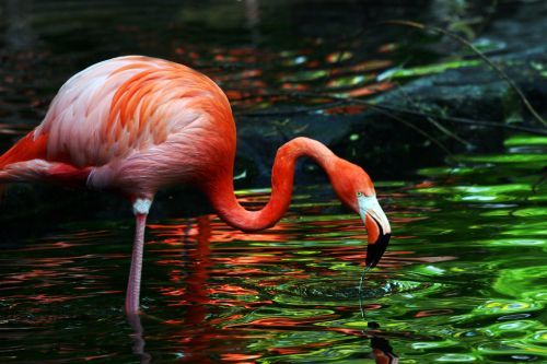 Beauty of animal photography (36 photos)