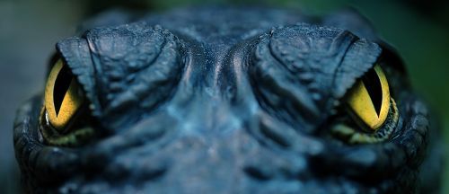 Beauty of animal photography (36 photos)