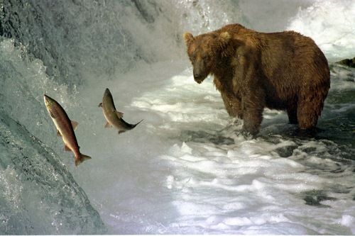Beauty of animal photography (36 photos)