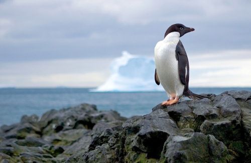 Beauty of animal photography (36 photos)