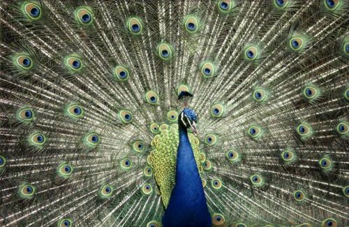 Beauty of animal photography (36 photos)