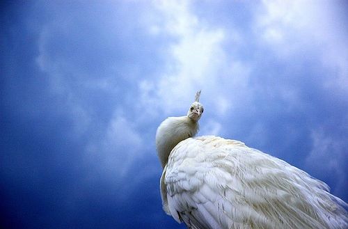 Beauty of animal photography (36 photos)