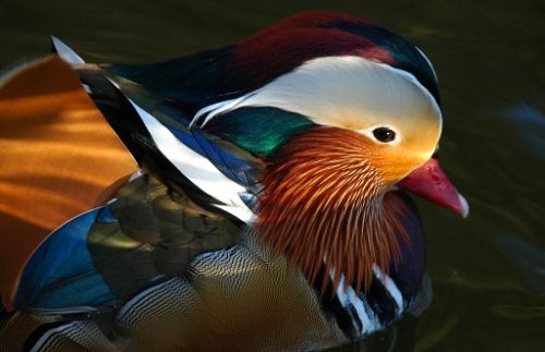 Beauty of animal photography (36 photos)