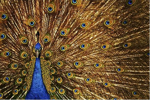 Beauty of animal photography (36 photos)